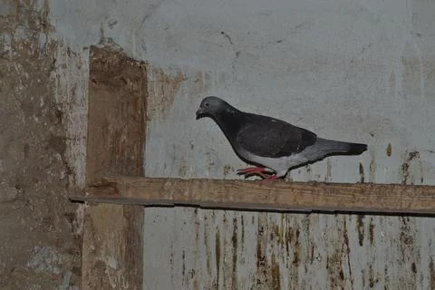 Pigeons Stock Photos