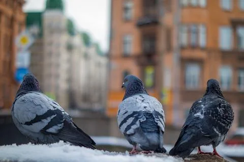 Pigeons Stock Photos