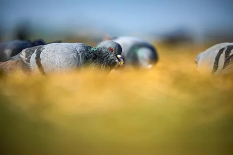 Pigeons Stock Photos