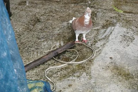 Pigeons Stock Photos