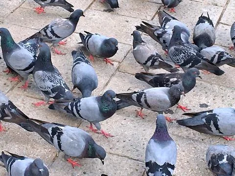 Pigeons Stock Photos