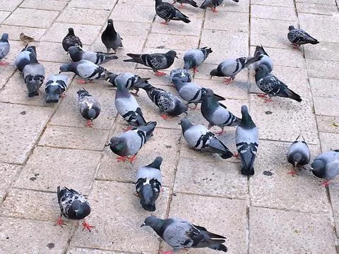 Pigeons Stock Photos