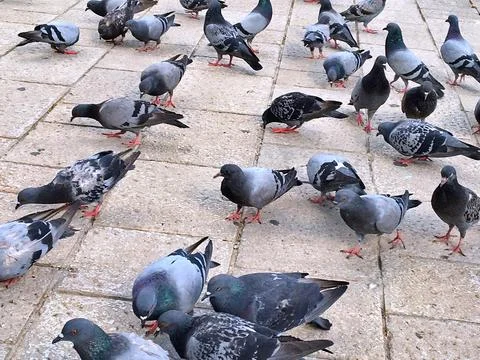 Pigeons Stock Photos