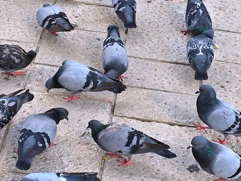 Pigeons Stock Photos