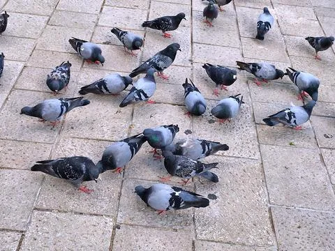 Pigeons Stock Photos