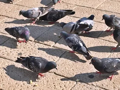 Pigeons Stock Photos
