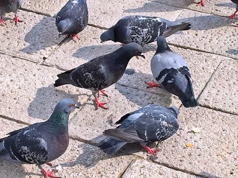 Pigeons Stock Photos