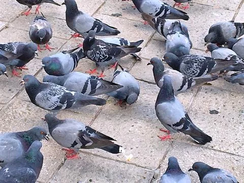 Pigeons Stock Photos