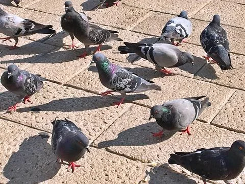 Pigeons Stock Photos