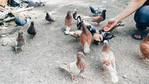 Pigeons Stock Photos