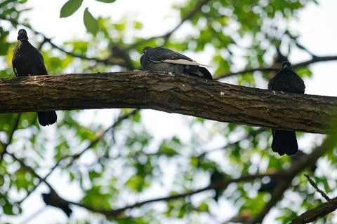 Pigeons Stock Photos