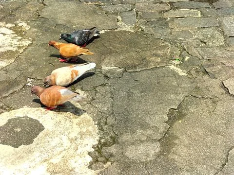 Pigeons Stock Photos