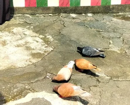 Pigeons Stock Photos