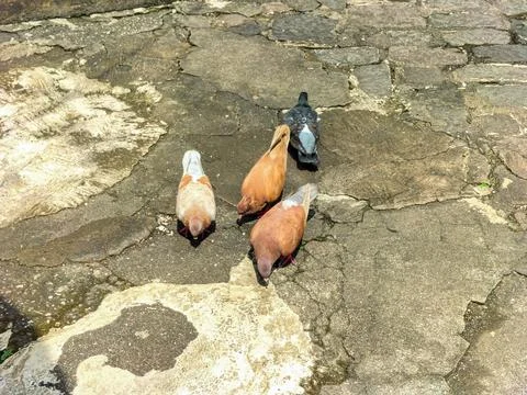 Pigeons Stock Photos