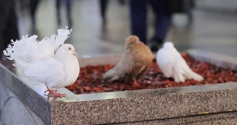 Pigeons for photographing 스톡 동영상 124485240