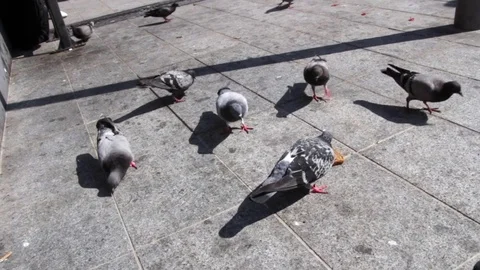 Pigeons Picking Bread Stock Footage 72210140