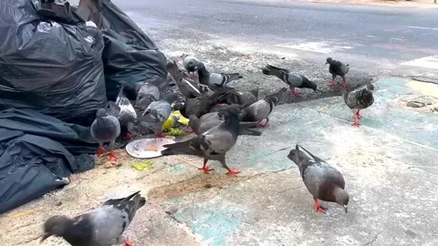Pigeons Picking Garbage Along Busy Street In Tropical Thailand Scene. Video stock 337988699