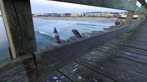 Pigeons on the pier 1 Stock Footage 99282068