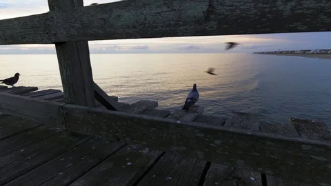 Pigeons on the pier 2 Stock Footage 99282158