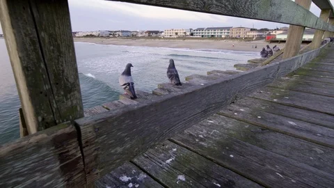 Pigeons on the pier Stock Footage 99163770