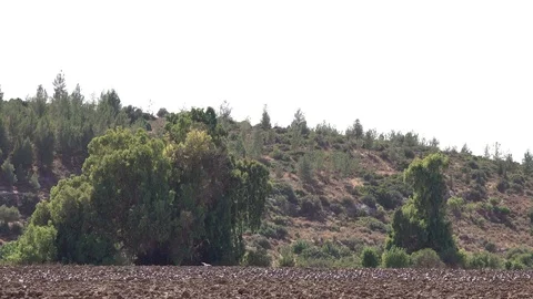 Pigeons ,Pigeons flying in the fields, nature 스톡 동영상 119684132