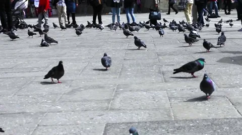 Pigeons on a place Stock Footage 66041565