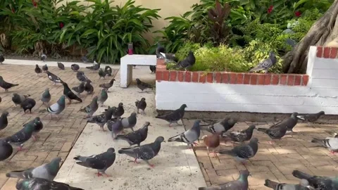 Pigeon's plaza Video stock 234011491