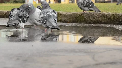 Pigeons in a pool. Stock Footage 48483790