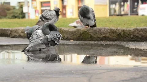Pigeons in a pool. Stock Footage 48483917