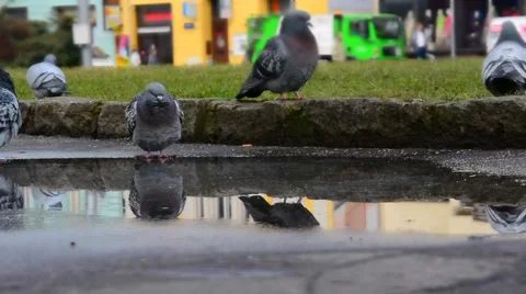 Pigeons in a pool - time lapse, tilt, shift. Stock Footage 48483747