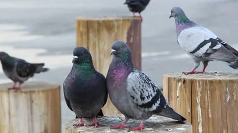 Pigeons On a Post At The Beach Stock Footage 42311920