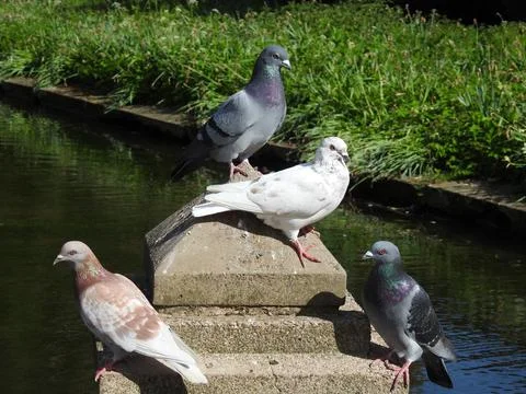 Pigeons on a post Stock Photos