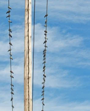 Pigeons on power lines distant Stock Photos