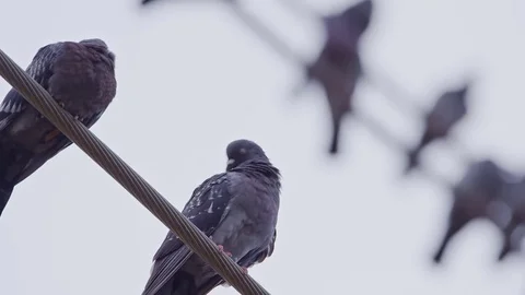 Pigeons on power lines  Vídeo Stock 79739422