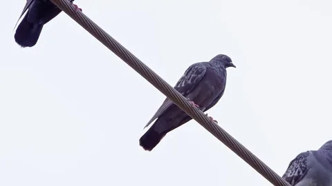 Pigeons on Power Lines Stock-Footage 79739542