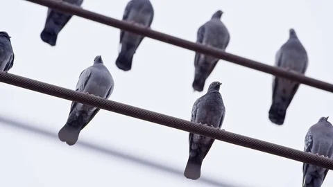 Pigeons on Power Lines Stock-Footage 79739864