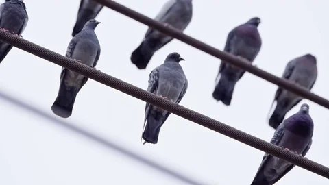 Pigeons on Power Lines Stock-Footage 79739914