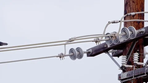 Pigeons on Power Lines Vídeo Stock 79741027