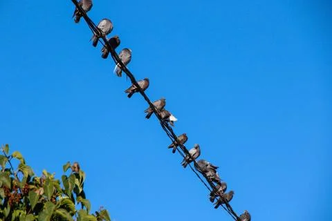 Pigeons on Powerline Stock Photos
