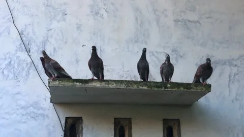 Pigeons preparing to fly Stock Footage 279287274