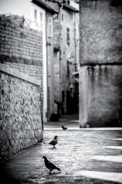 Pigeons in provence Foto stock
