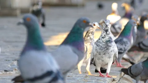Pigeons in Public Park. Stock Footage 75986402