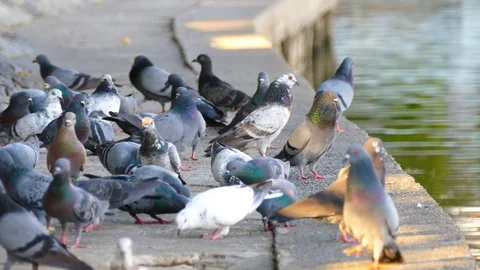 Pigeons in Public Park. Stock Footage 75986526