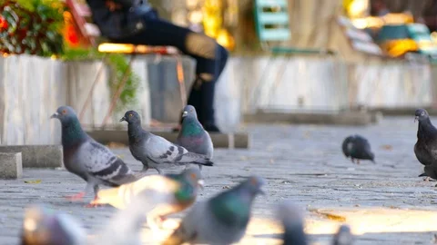 Pigeons in Public Park. Stock Footage 75986534