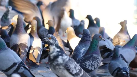 Pigeons in Public Park. Stock Footage 75986548