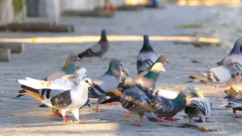 Pigeons in Public Park. Stock Footage 75986737