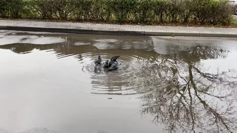 Pigeons in a puddle after rain 库存影片 329091428