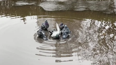 Pigeons in a puddle after rain Stock Footage 329091438