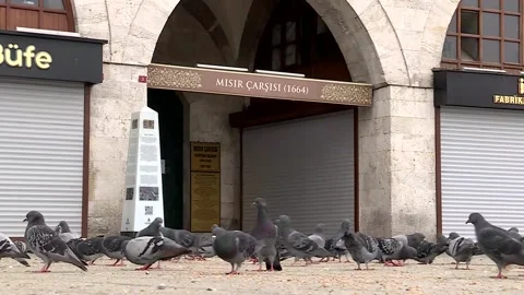 Pigeons in quiet squares Video stock 147022158