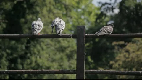 Pigeons on Railway Bridge Stock Footage 10830785